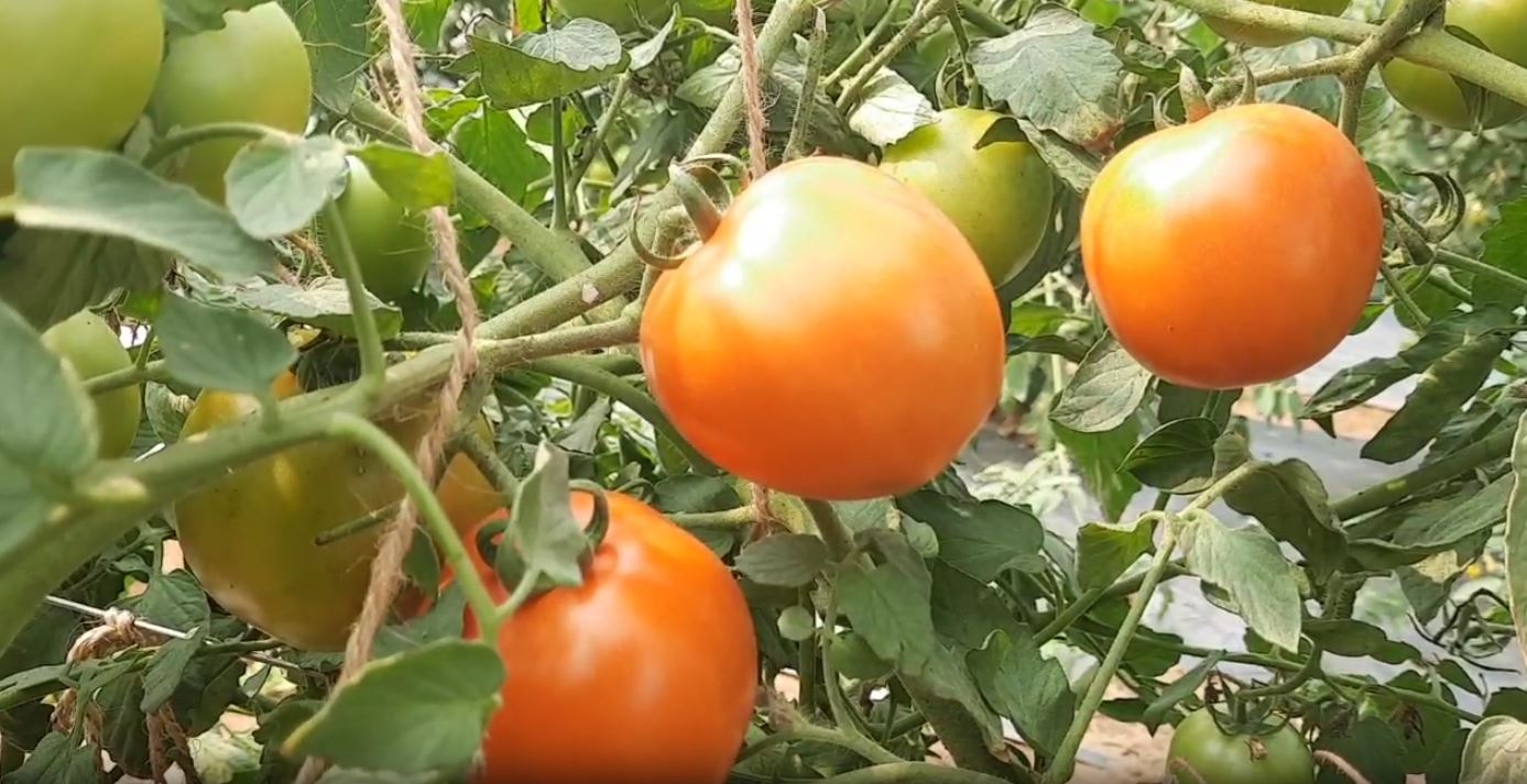 TOMATO CULTIVATION IN ANGUL