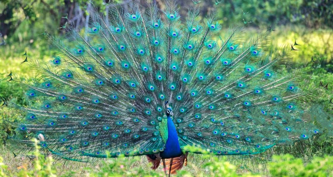 PEACOCK DEATH  PEACOCK  മയിലുകൾ ചാവുന്നു  PEACOCK DEATH IN KASARAGOD