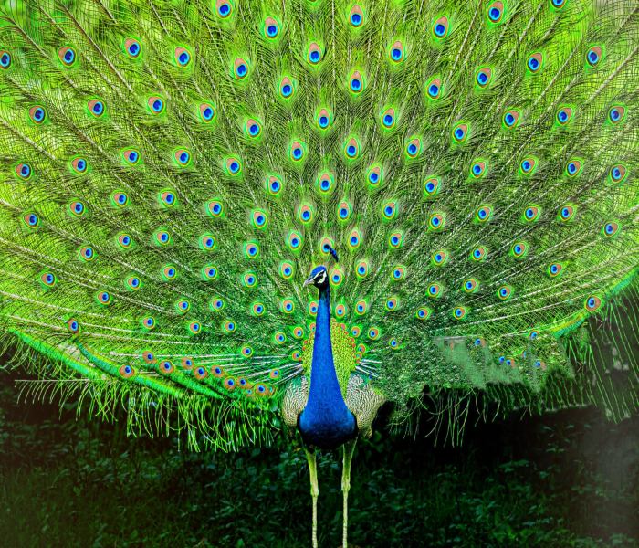 PEACOCK DEATH  PEACOCK  മയിലുകൾ ചാവുന്നു  PEACOCK DEATH IN KASARAGOD