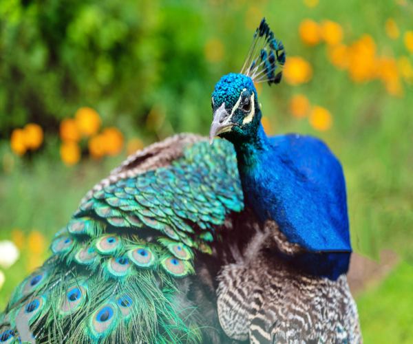 PEACOCK DEATH  PEACOCK  മയിലുകൾ ചാവുന്നു  PEACOCK DEATH IN KASARAGOD