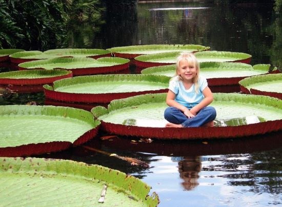 This leaf can lift up to 80 kg of weight