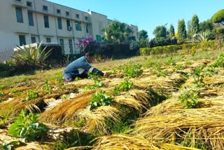 Advisory issued to protect garden and crops from frost