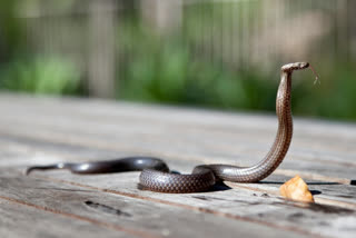 NEYYATINKARA SNAKE BITE  STUDENT SNAKE BITE  TRIVANDRUM STUDENT SNAKE BITE  വിദ്യാര്‍ഥിനിക്ക് പാമ്പുകടിയേറ്റു