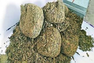 Ganja Seized In Rohtas