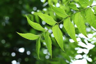 NEEM HEALTH BENEFITS  ആര്യവേപ്പിന്‍റെ ആരോഗ്യ ഗുണങ്ങൾ  EFFECT OF NEEM LEAVES ON KIDNEY  NEEM OIL BENEFITS