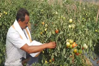 TOMATO CULTIVATION IN ANGUL