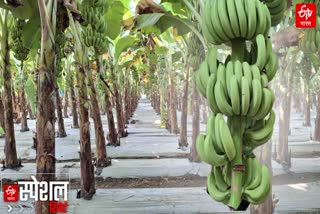 BANANA FARMING VIDARBHA