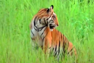 TIGER MENACE IN KALIABOR