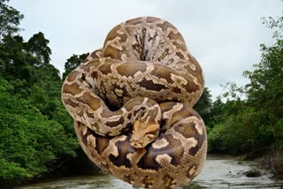 ROCK PYTHON