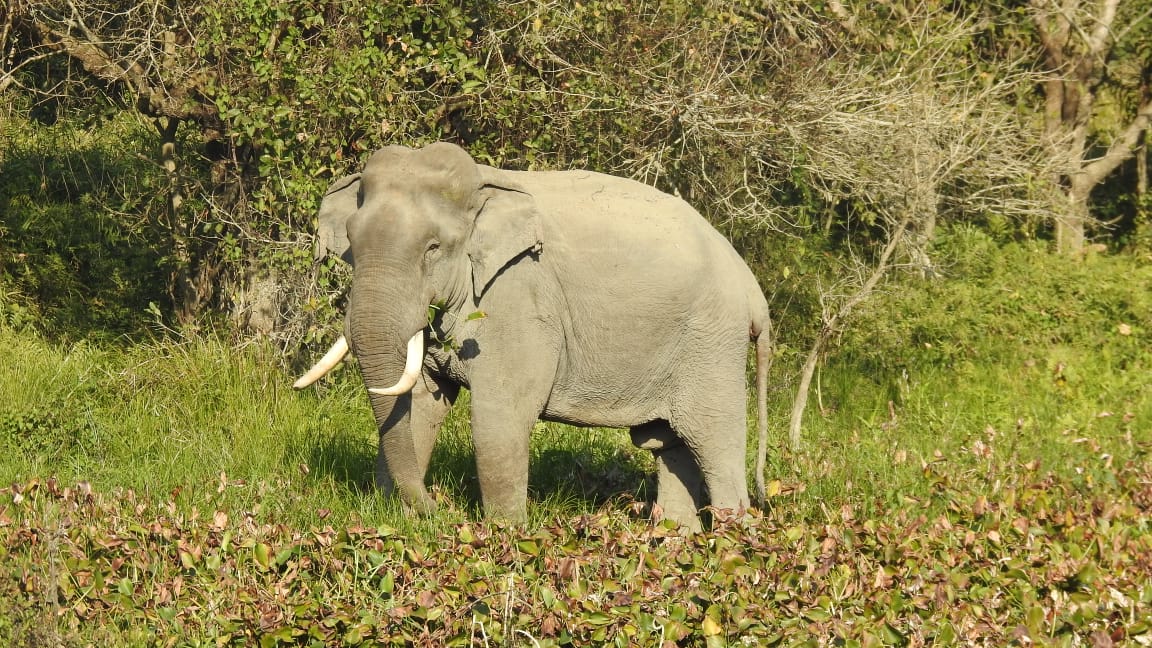 Bura Chapori Wildlife Sanctuary