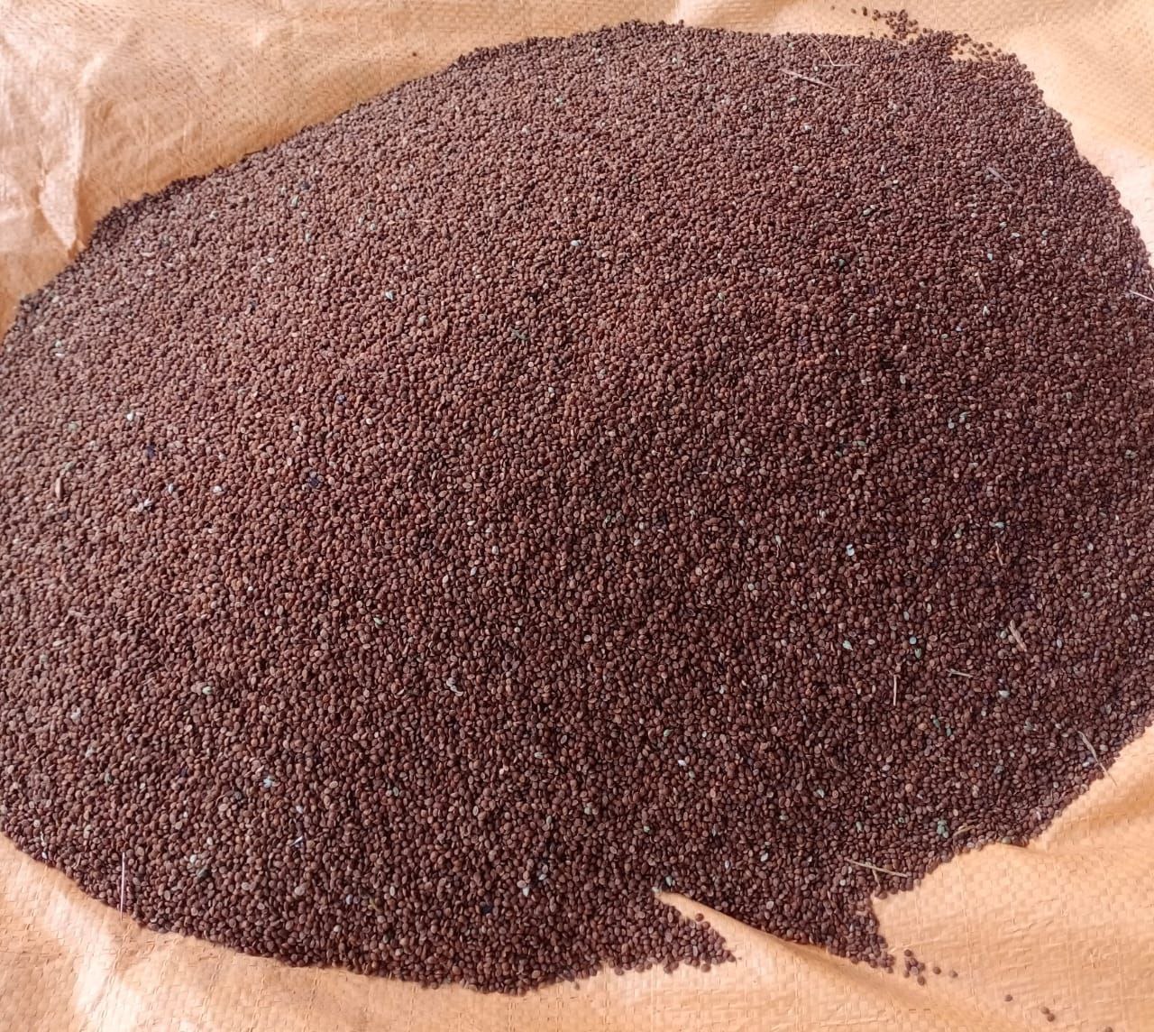 superfood kodo millet