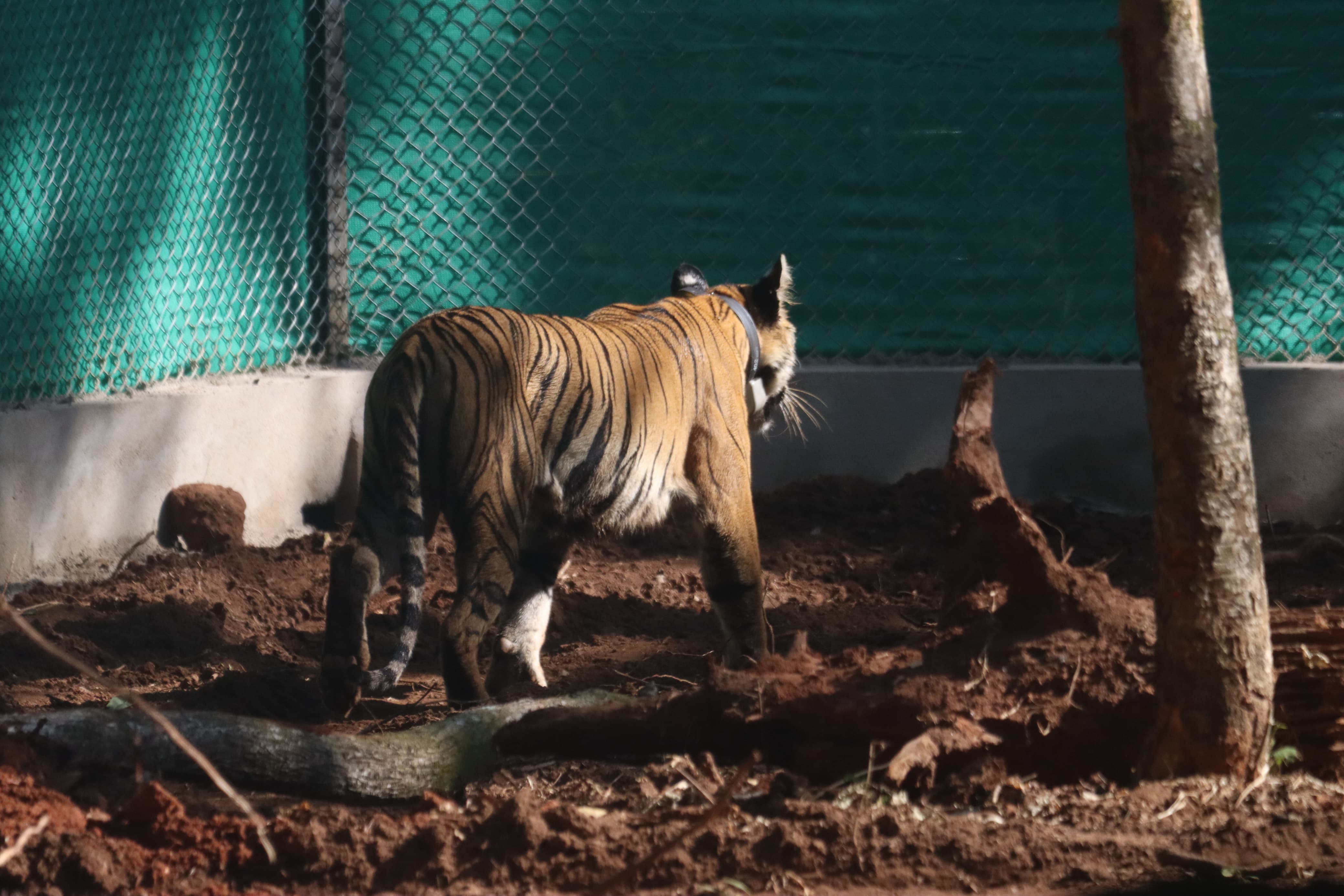 Tigress zeenat enters  west bengal