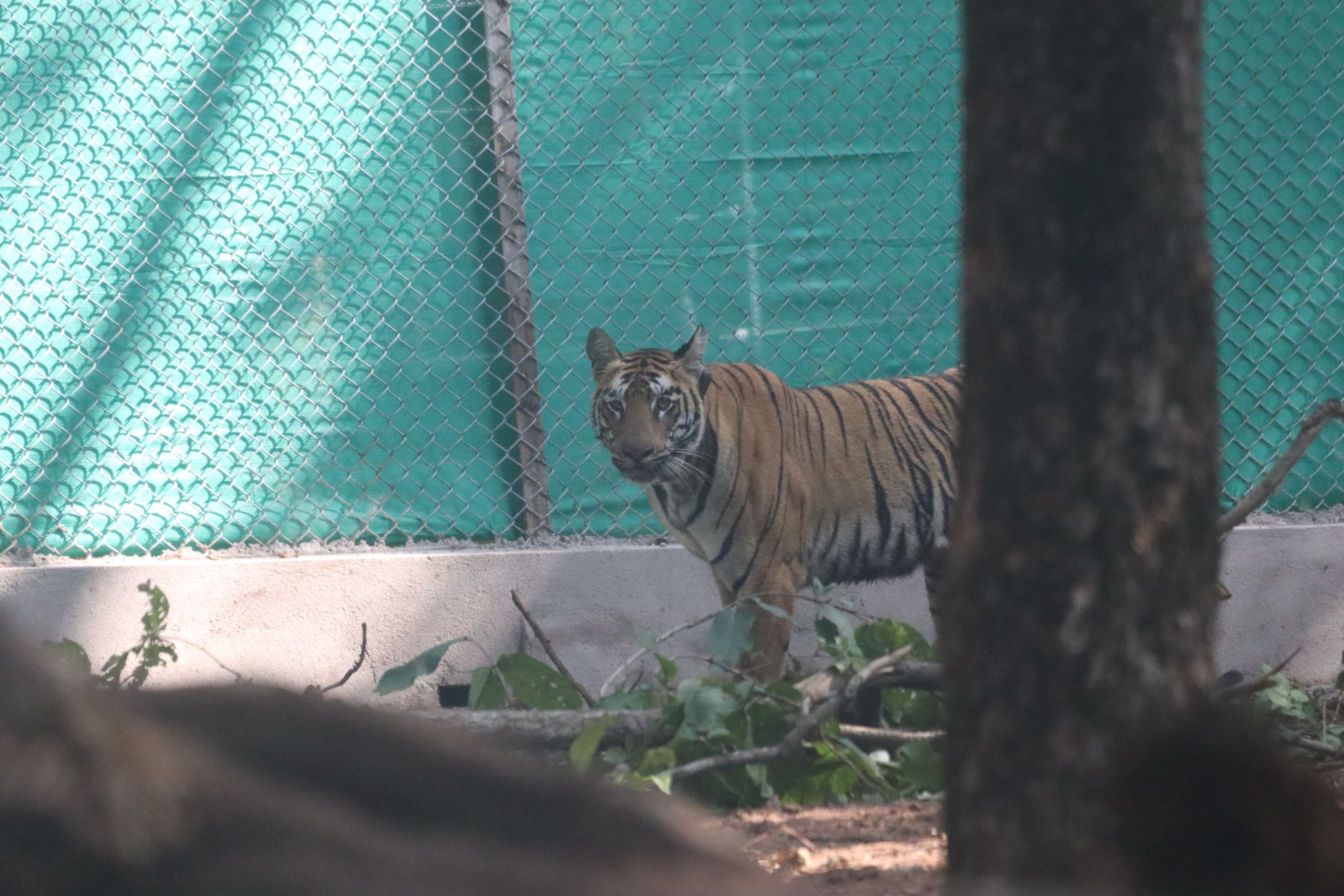 Tigress zeenat enters  west bengal