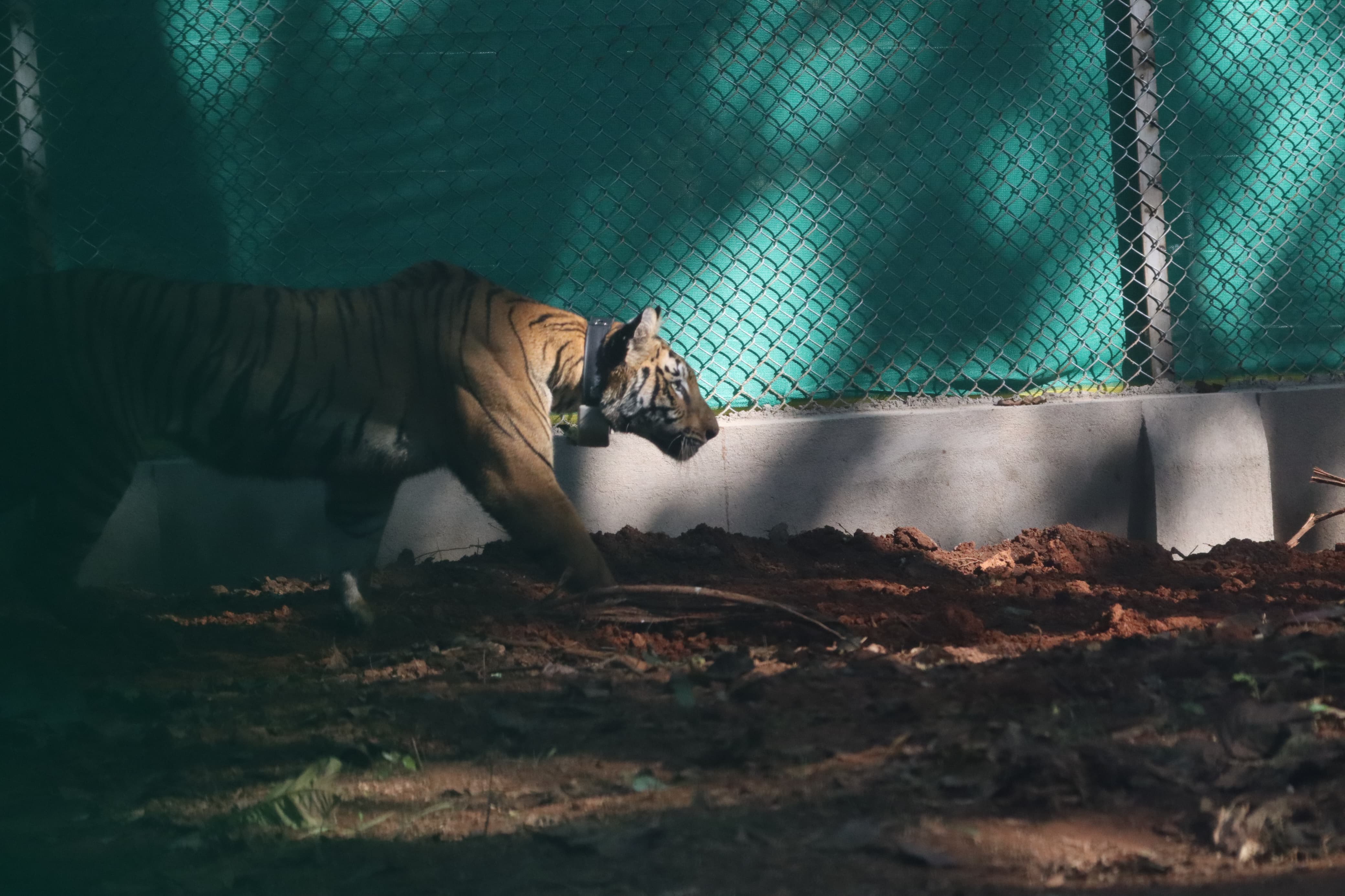 Tigress zeenat enters  west bengal