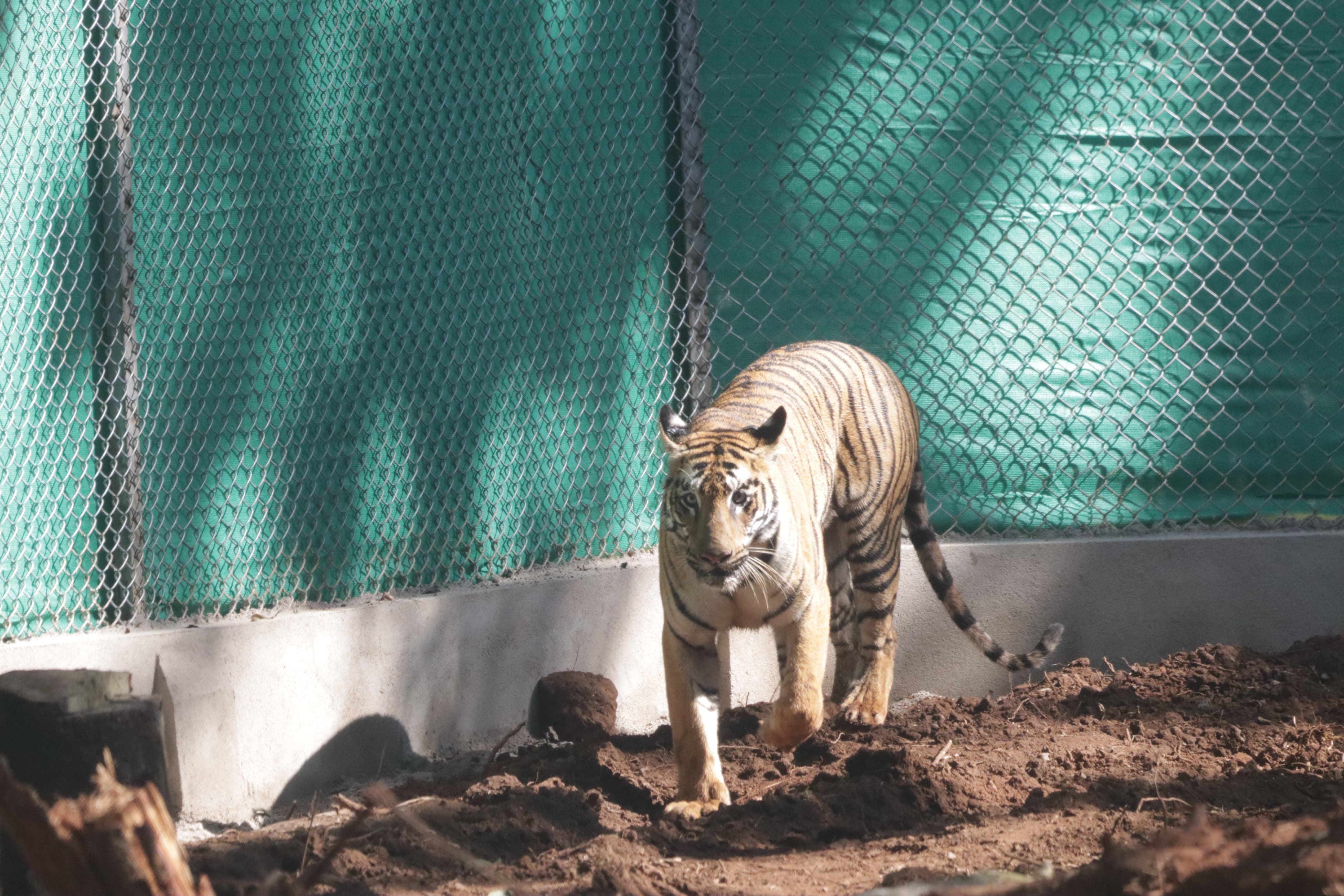 Tigress zeenat enters  west bengal