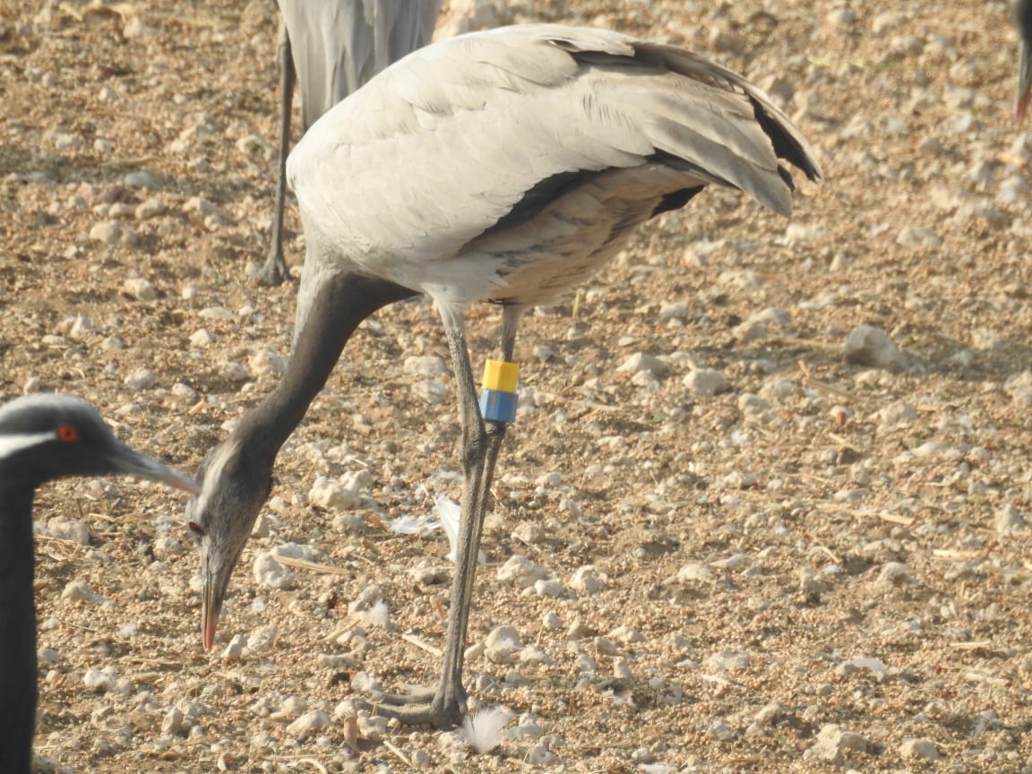 emoiselle crane died in Phalodi