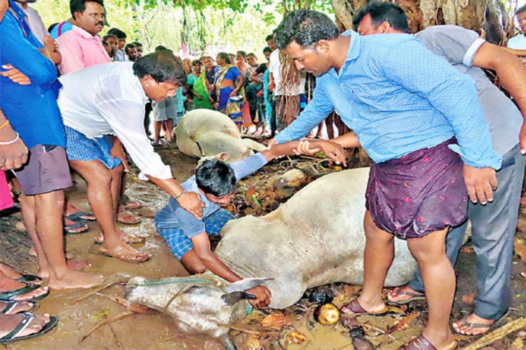 etv bharat, Lightning, killed, two oxen, Telangana,