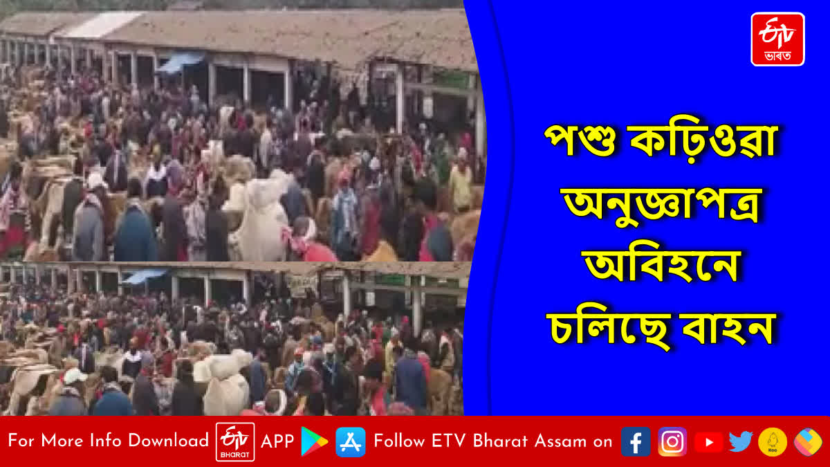 Cow death at Bihra market