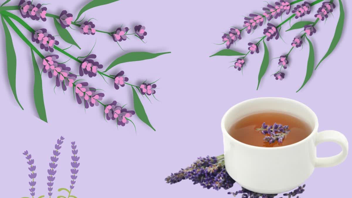 Lavender Tea News