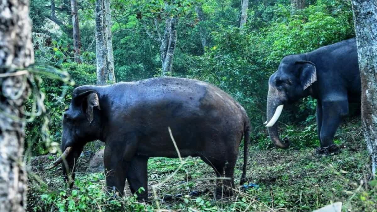 4ଟି କୁମ୍‌କୀ ହାତୀ ପାଇଁ ସରକାରଙ୍କ ଚିଠି