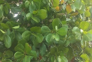 Cashew farmers in Kannur  Insufficient yield for cashew nuts  കശുവണ്ടി കര്‍ഷകർ പ്രതിസന്ധിയിൽ  കശുവണ്ടി ഉദ്‌പാദനം