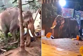 Elephant Turned Violent  ആന ഇടഞ്ഞു  പാപ്പച്ചൻ ​ശ്രീകുട്ടൻ  Viyyur Elephant Atatck
