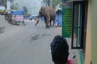 Wild Elephant Padayappa  Elephant Padayappa Again In Munnar  മുന്നാറിൽ കാട്ടുകൊമ്പൻ പടയപ്പാ  മൂന്നാര്‍ ഇക്കോപോയിന്‍റ്