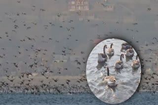 4-lakh-migratory-birds-arrive-at-kashmirs-wular-lake
