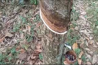 Rubber farmers in Kerala  Price unification for rubber  റബർ വില ഏകീകരിക്കണം  കേരളത്തിലെ റബർ കർഷകർ