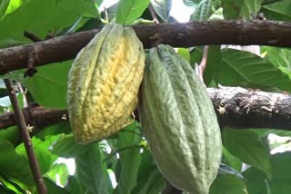Cocoa farmers are in crisis  Cocoa production in Kerala  കൊക്കോ കര്‍ഷകര്‍ പ്രതിസന്ധിയിൽ  കൊക്കോ കൃഷി