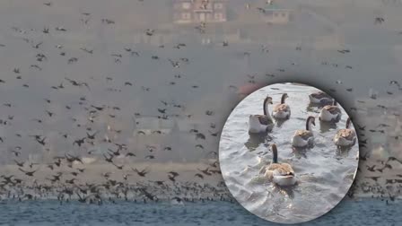 4-lakh-migratory-birds-arrive-at-kashmirs-wular-lake