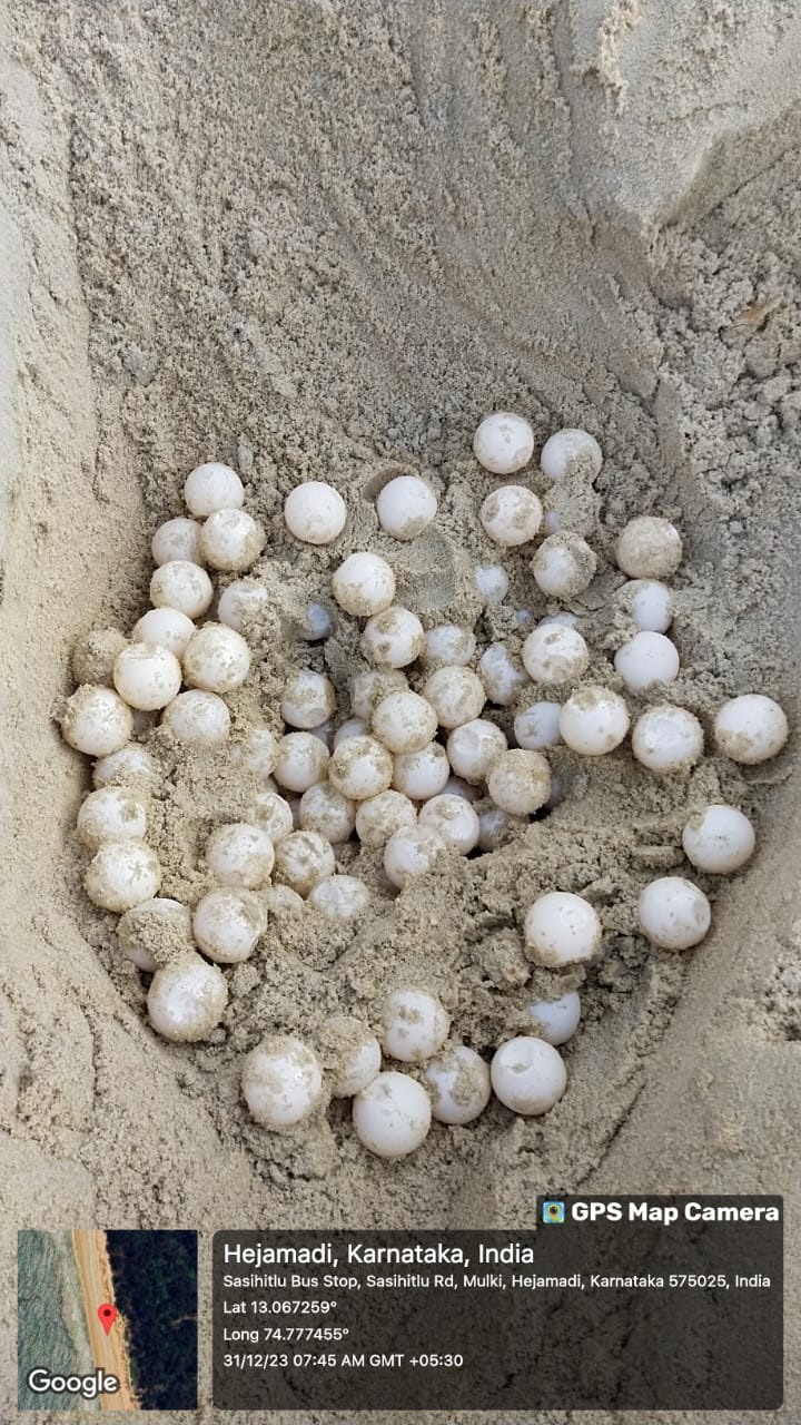 Olive ridley turtle eggs found  Olive ridley turtle  ಆಲಿವ್ ರಿಡ್ಲೆ ಆಮೆ  ಆಲಿವ್ ರಿಡ್ಲೆ ಆಮೆಗಳ ಮೊಟ್ಟೆ ಪತ್ತೆ