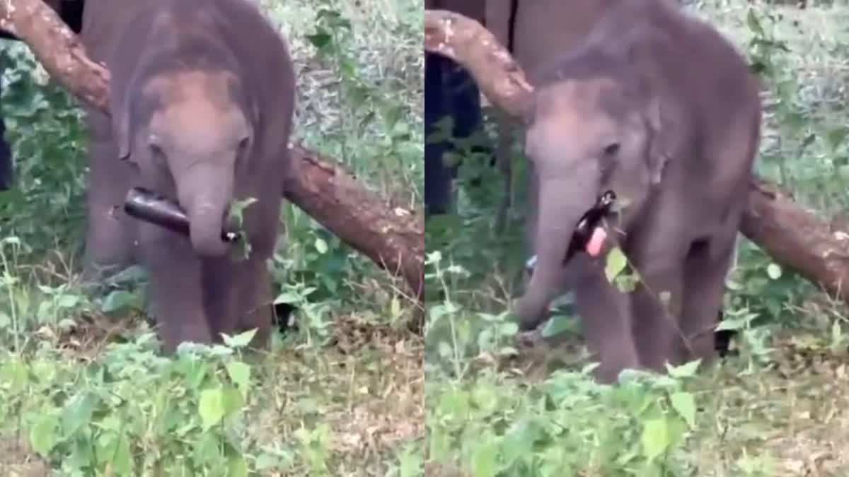 ELEPHANT TAKES LIQUOR BOTTLE  ELEPHANT TAKES TRASH BOTTLE  ELEPHANT VIRAL VIDEO  LATEST NEWS IN MALAYALAM