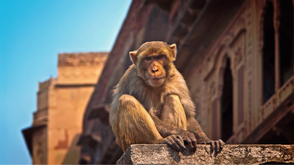 बंदरों की संदिग्ध मौत