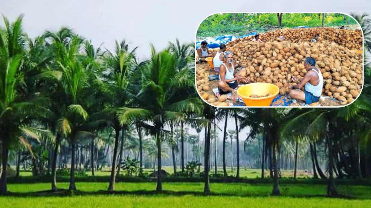 KONASEEMA COCONUT PRICES HIKE