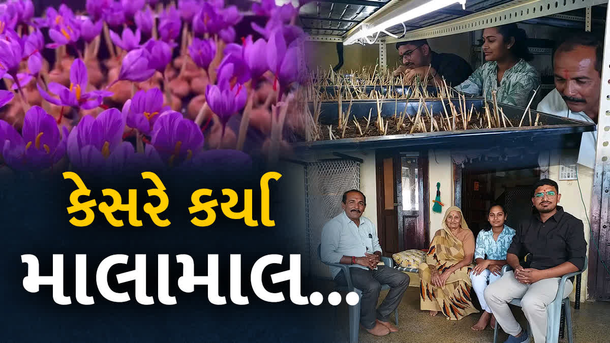 ભાવનગરના યુવા ખેડૂતે મહેનત વગર કેસરમાં લાખોની કમાણી કરી