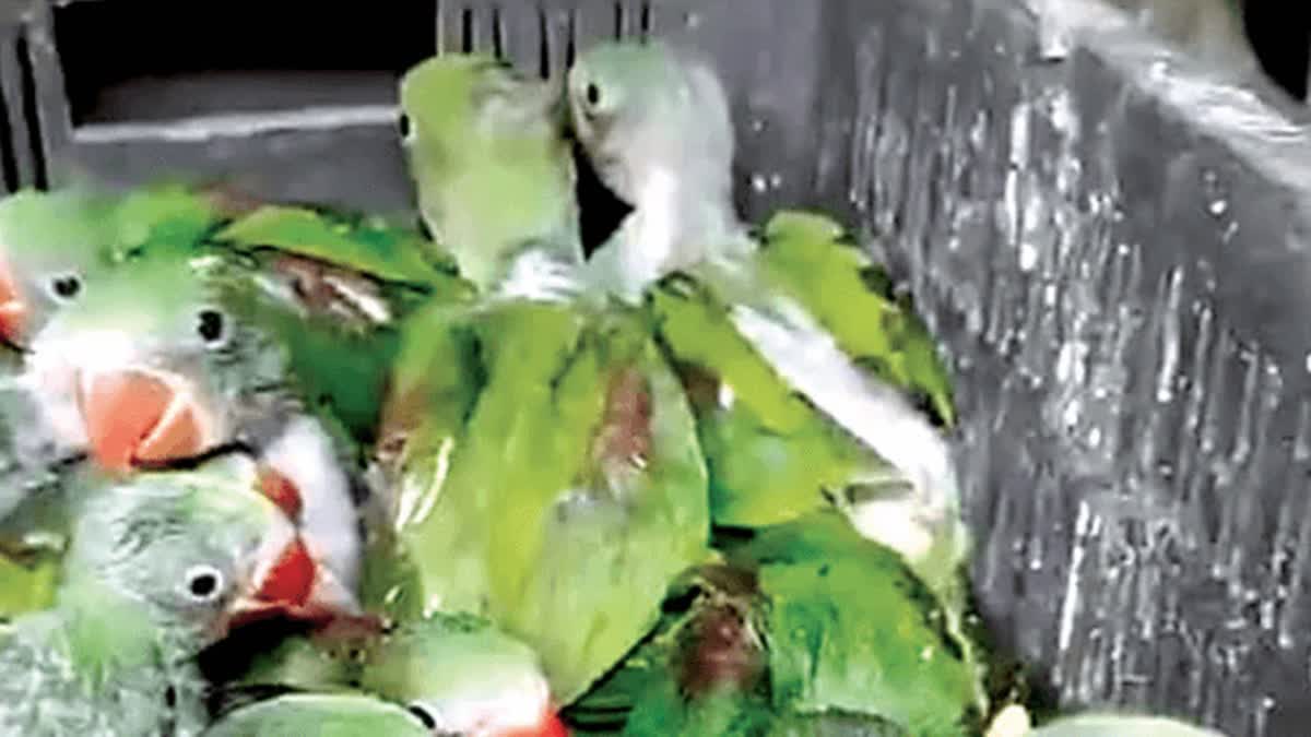 100 Rare Alexander Parakeets Rescued In Hyderabad