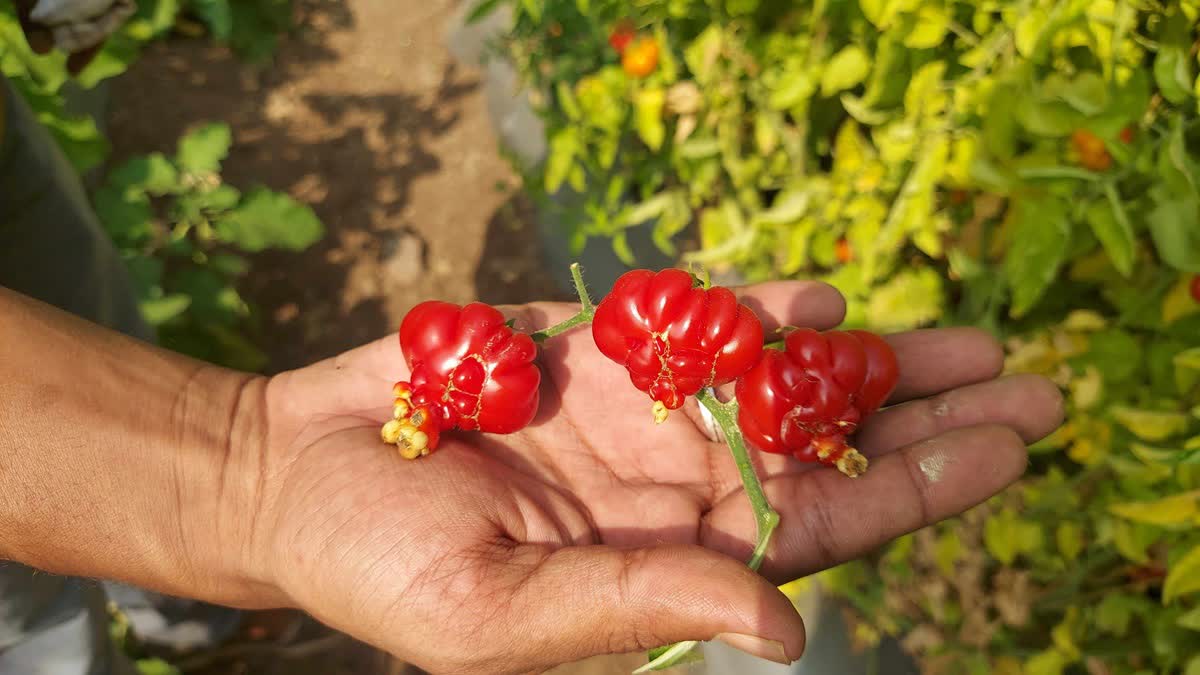 More than 20 varieties of tomatoes at the agricultural exhibition in Baramati