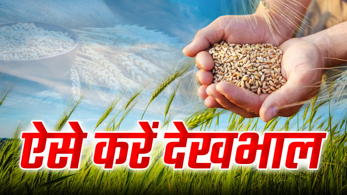 SHAHDOL WHEAT CROP FARMING