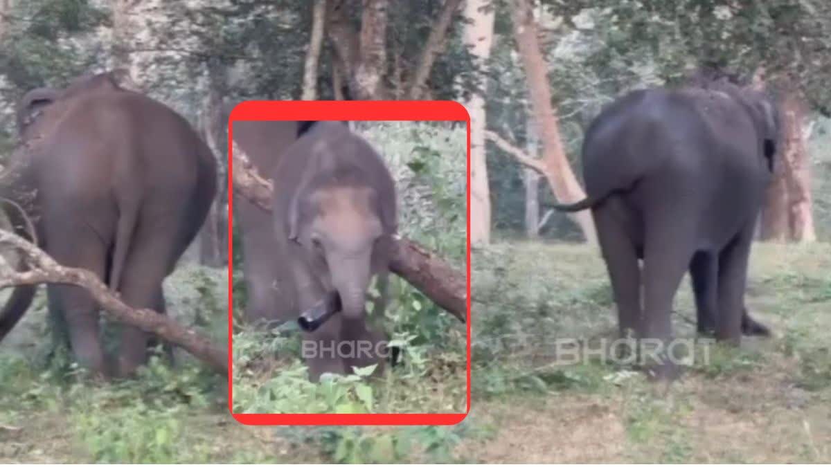 mudumalai forest baby elephant