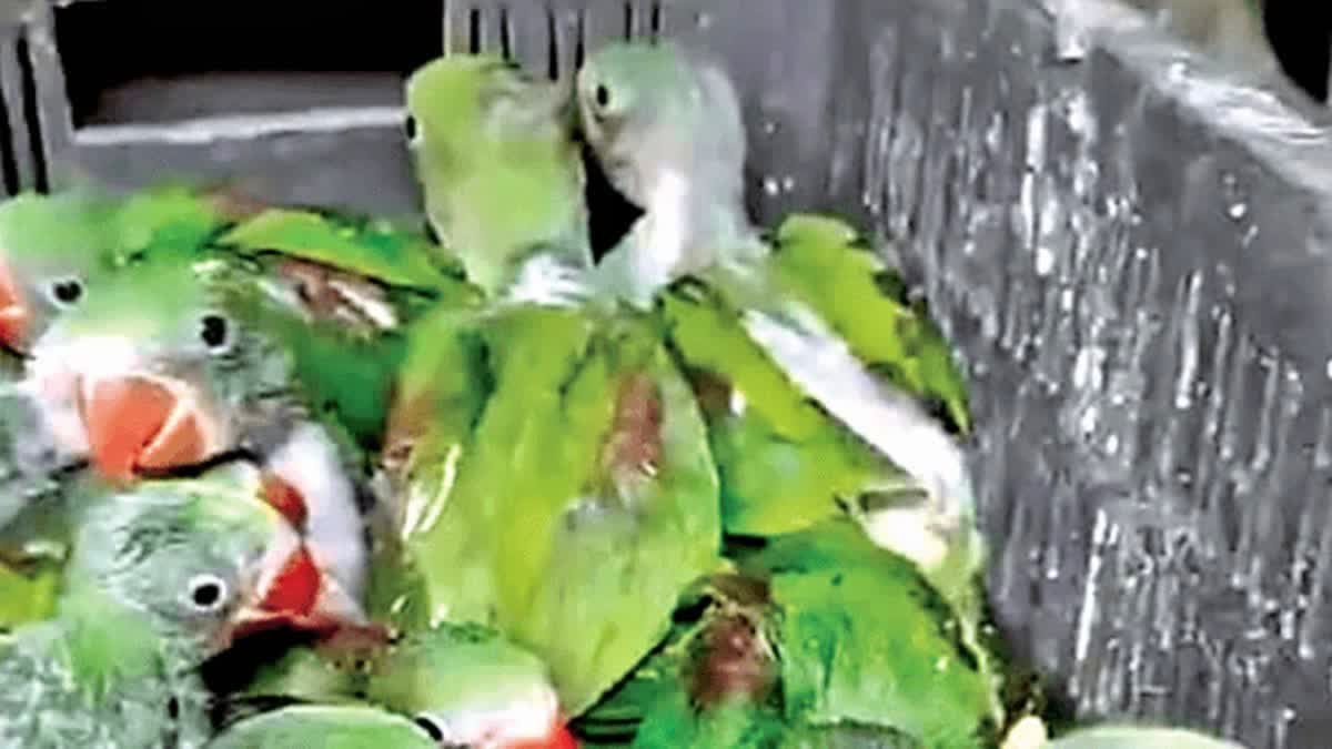 RARE ALEXANDER PARAKEETS CHARMINAR  RARE PARROTS SALE IN HYDERABAD  അപൂർവയിനം തത്തകള്‍ വില്‍പന പിടികൂടി  ഹൈദരാബാദ് നിയമവിരുദ്ധ പക്ഷി വില്‍പന