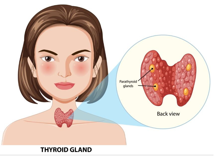 Location of the thyroid gland