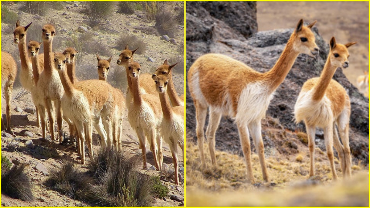 vicuna animal