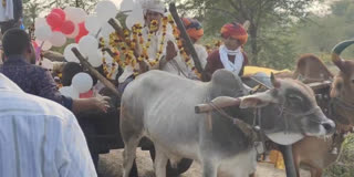 Groom Arrives With Baraat In Bullock Cart In Rajasthan