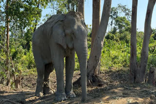 Vantara ready to welcome 20 rescued elephants from Arunachal Pradesh