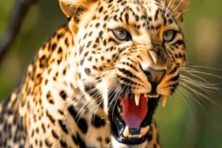 Leopard Attack On Forest Officer