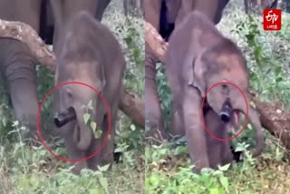 Baby Elephant Viral Video