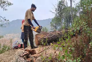 TREE CUTTING PERMISSION IN HIMACHAL