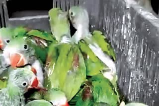 100 Rare Alexander Parakeets Rescued In Hyderabad