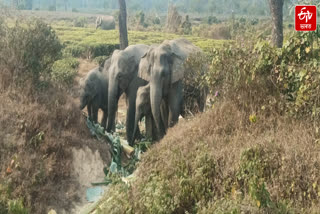 Public provided food to wild elephants in Numaligarh and Golaghat